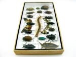 Echte exotische Insekten - Einzelstück - im 3D L-Schaukasten - Wandbild 7-A-L-56 – Bild 7