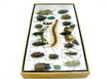 Echte exotische Insekten - Einzelstück - im 3D L-Schaukasten - Wandbild 7-A-L-56 – Bild 8