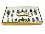 Echte exotische Insekten - Einzelstück - im 3D L-Schaukasten - Wandbild 7-A-L-56 – Bild 9