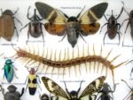 Echte exotische Insekten - Einzelstück - im 3D L-Schaukasten - Wandbild 7-A-L-56 – Bild 10