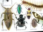 Echte exotische Insekten - Einzelstück - im 3D L-Schaukasten - Wandbild 7-A-L-56 – Bild 11