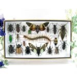 Echte exotische Insekten - Einzelstück - im 3D L-Schaukasten - Wandbild 6-A-L-57