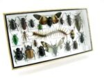 Echte exotische Insekten - Einzelstück - im 3D L-Schaukasten - Wandbild 6-A-L-57 – Bild 2