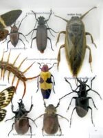 Echte exotische Insekten - Einzelstück - im 3D L-Schaukasten - Wandbild 6-A-L-57 – Bild 11