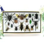 Echte exotische Insekten - Einzelstück - im 3D L-Schaukasten - Wandbild 2-A-L-58