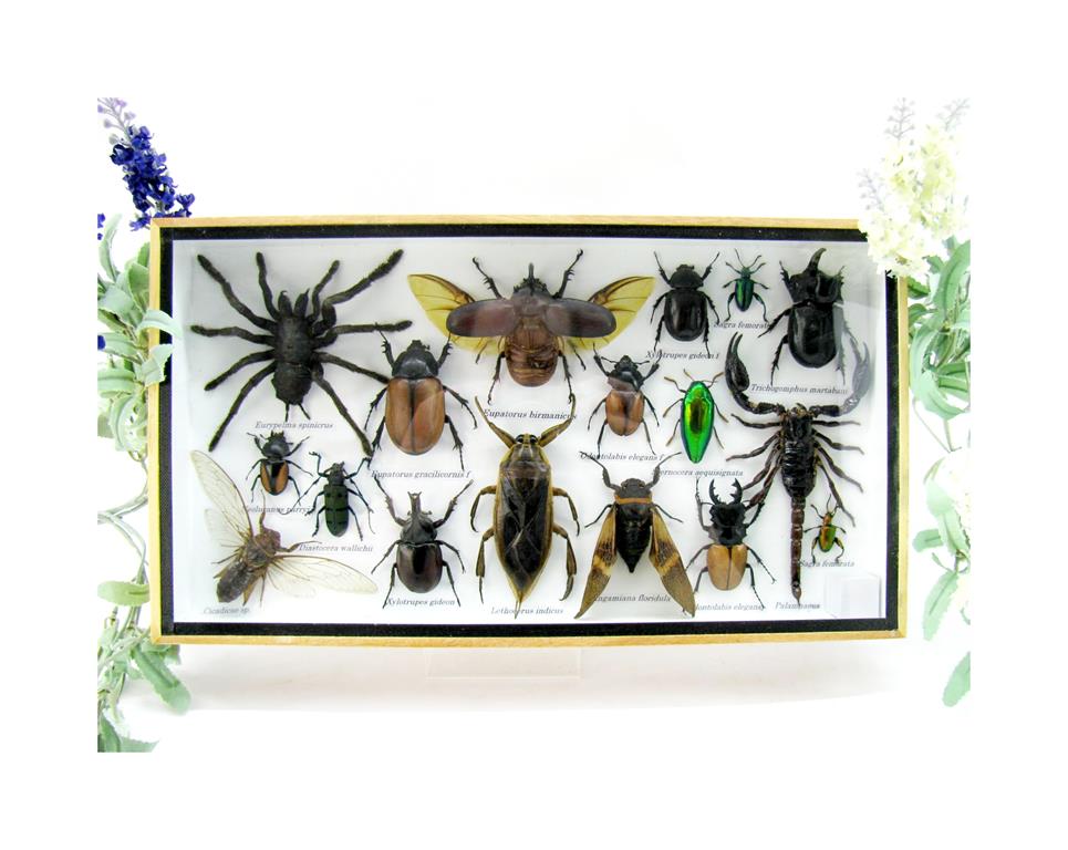 Wunderschöne, tropische und natürlich echte Insekten aus nachhaltiger Zucht im XL Schaukasten a-insekten-L-58-a