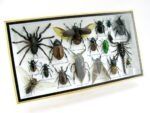 Echte exotische Insekten - Einzelstück - im 3D L-Schaukasten - Wandbild 2-A-L-58 – Bild 2