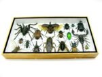 Echte exotische Insekten - Einzelstück - im 3D L-Schaukasten - Wandbild 2-A-L-58 – Bild 4