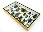 Echte exotische Insekten - Einzelstück - im 3D L-Schaukasten - Wandbild 2-A-L-58 – Bild 5