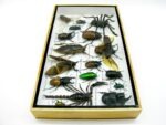 Echte exotische Insekten - Einzelstück - im 3D L-Schaukasten - Wandbild 2-A-L-58 – Bild 8