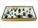 Echte exotische Insekten - Einzelstück - im 3D L-Schaukasten - Wandbild 2-A-L-58 – Bild 9