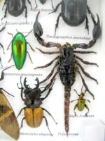 Echte exotische Insekten - Einzelstück - im 3D L-Schaukasten - Wandbild 2-A-L-58 – Bild 11