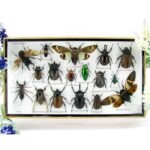 Echte exotische Insekten - Einzelstück - im 3D L-Schaukasten - Wandbild 3-A-L-59