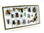 Echte exotische Insekten - Einzelstück - im 3D L-Schaukasten - Wandbild 3-A-L-59 – Bild 2