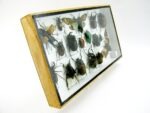 Echte exotische Insekten - Einzelstück - im 3D L-Schaukasten - Wandbild 3-A-L-59 – Bild 3