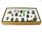 Echte exotische Insekten - Einzelstück - im 3D L-Schaukasten - Wandbild 3-A-L-59 – Bild 4