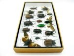 Echte exotische Insekten - Einzelstück - im 3D L-Schaukasten - Wandbild 3-A-L-59 – Bild 8