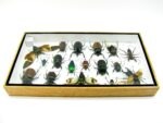 Echte exotische Insekten - Einzelstück - im 3D L-Schaukasten - Wandbild 3-A-L-59 – Bild 9