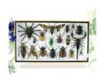 Echte exotische Insekten - Einzelstück - im 3D L-Schaukasten - Wandbild 1-A-L-60
