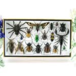Echte exotische Insekten - Einzelstück - im 3D L-Schaukasten - Wandbild 1-A-L-60