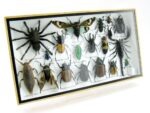 Echte exotische Insekten - Einzelstück - im 3D L-Schaukasten - Wandbild 1-A-L-60 – Bild 2
