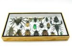 Echte exotische Insekten - Einzelstück - im 3D L-Schaukasten - Wandbild 1-A-L-60 – Bild 4