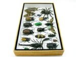 Echte exotische Insekten - Einzelstück - im 3D L-Schaukasten - Wandbild 1-A-L-60 – Bild 8