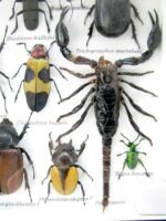 Echte exotische Insekten - Einzelstück - im 3D L-Schaukasten - Wandbild 1-A-L-60 – Bild 11