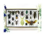Echte exotische Insekten - Einzelstück - im 3D L-Schaukasten - Wandbild 3-A-L-61