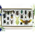 Echte exotische Insekten - Einzelstück - im 3D L-Schaukasten - Wandbild 3-A-L-61