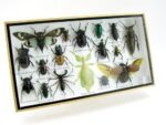Echte exotische Insekten - Einzelstück - im 3D L-Schaukasten - Wandbild 3-A-L-61 – Bild 2