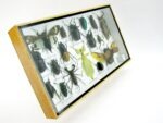 Echte exotische Insekten - Einzelstück - im 3D L-Schaukasten - Wandbild 3-A-L-61 – Bild 3