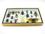 Echte exotische Insekten - Einzelstück - im 3D L-Schaukasten - Wandbild 3-A-L-61 – Bild 4