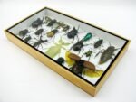 Echte exotische Insekten - Einzelstück - im 3D L-Schaukasten - Wandbild 3-A-L-61 – Bild 5
