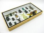 Echte exotische Insekten - Einzelstück - im 3D L-Schaukasten - Wandbild 3-A-L-61 – Bild 6
