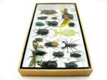 Echte exotische Insekten - Einzelstück - im 3D L-Schaukasten - Wandbild 3-A-L-61 – Bild 7