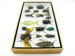 Echte exotische Insekten - Einzelstück - im 3D L-Schaukasten - Wandbild 3-A-L-61 – Bild 8