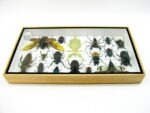 Echte exotische Insekten - Einzelstück - im 3D L-Schaukasten - Wandbild 3-A-L-61 – Bild 9