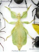 Echte exotische Insekten - Einzelstück - im 3D L-Schaukasten - Wandbild 3-A-L-61 – Bild 10
