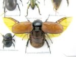 Echte exotische Insekten - Einzelstück - im 3D L-Schaukasten - Wandbild 3-A-L-61 – Bild 11