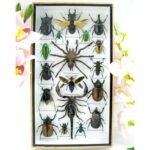 Echte exotische Insekten - Einzelstück - im 3D L-Schaukasten - Wandbild 8-A-L-62