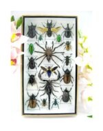 Echte exotische Insekten - Einzelstück - im 3D L-Schaukasten - Wandbild 8-A-L-62