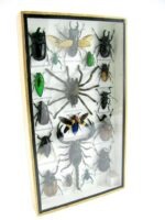 Echte exotische Insekten - Einzelstück - im 3D L-Schaukasten - Wandbild 8-A-L-62 – Bild 2