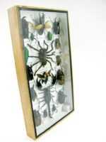 Echte exotische Insekten - Einzelstück - im 3D L-Schaukasten - Wandbild 8-A-L-62 – Bild 3