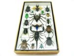 Echte exotische Insekten - Einzelstück - im 3D L-Schaukasten - Wandbild 8-A-L-62 – Bild 4