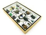 Echte exotische Insekten - Einzelstück - im 3D L-Schaukasten - Wandbild 8-A-L-62 – Bild 5
