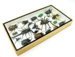 Echte exotische Insekten - Einzelstück - im 3D L-Schaukasten - Wandbild 8-A-L-62 – Bild 6