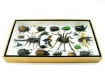 Echte exotische Insekten - Einzelstück - im 3D L-Schaukasten - Wandbild 8-A-L-62 – Bild 7