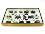 Echte exotische Insekten - Einzelstück - im 3D L-Schaukasten - Wandbild 8-A-L-62 – Bild 8