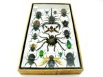 Echte exotische Insekten - Einzelstück - im 3D L-Schaukasten - Wandbild 8-A-L-62 – Bild 9